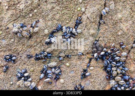 Blaue Muscheln und Nasenkästchen auf einer Felswände bei Ebbe Stockfoto