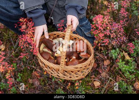Kinderhände halten einen Korb mit frisch geernteten Wildpilzen auf Waldboden mit roten Blättern Stockfoto