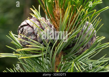 Schweizer Zirbenkegel Pinus cembra „glauca Compacta“ Stockfoto
