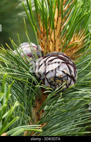 Arolla Pine cone Pinus cembra „glauca Compacta“ Stockfoto