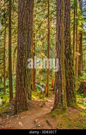 Old Groves Trail, Wanderer, alter Wald im Olympic National Park, Olympic Peninsula, Washington State, USA Stockfoto