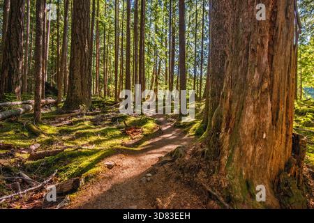 Old Groves Trail, alter Wald im Olympic National Park, Olympic Peninsula, Washington State, USA Stockfoto