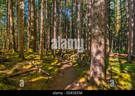 Old Groves Trail, Wanderer, alte Wälder im Olympic National Park, Olympic Peninsula, Washington State, USA Stockfoto