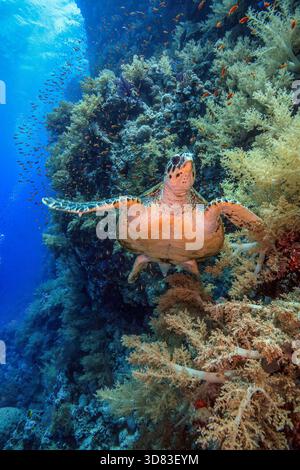 Meeresschildkröten schwimmen zwischen Korallen und Anemonen auf einem farbenfrohen tropischen Riff mit Clownfischen im klaren blauen Meer Wasser. Stockfoto