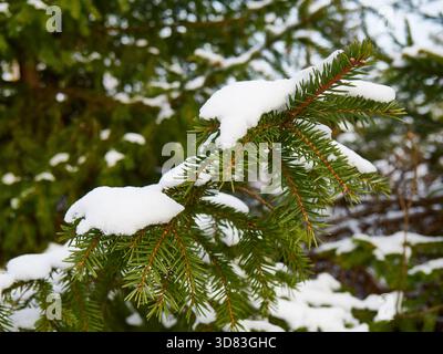 Frischer Schnee auf dem lebendigen Evergreen Fruce Branch Stockfoto