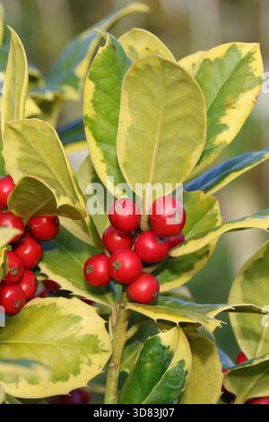 Grn und Gelb Evergreen bunte Stechpalme (Ilex) Bltter mit roten Beeren,  im Winter in einem Garten in Surrey, Sdosten, England, Grossbritannien  Stockfotografie - Alamy