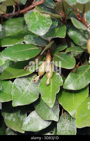 Nahaufnahme von dunkelgrünen, glänzenden Oleaster-Blättern mit Früchten. Elaeagnus x submacrophylla 'Compacta' Stockfoto