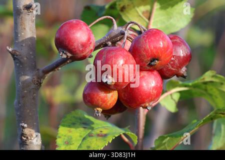 Hellrote Gruppe herbstlicher Krabbenäpfel. Malus x Robusta „Red Sentinel“ Stockfoto