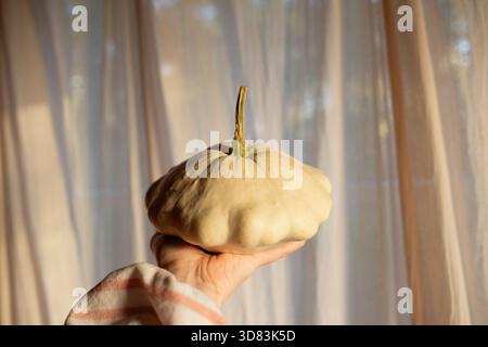 Hand mit weißem Kürbis in sanftem Morgenlicht drinnen Stockfoto