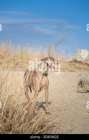 Weimaranerhund steht in trockenem Gras und Schmutz auf einem Hügel oder Pfad unter einem hellblauen Himmel und hecht mit der Zunge aus Stockfoto