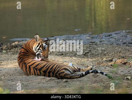 Nahaufnahme eines königlich bengalischen Tigers, der ihren Körper leckt und Panthera tigris Nagarhole National Park Kabini, Indien, pflegt. Stockfoto
