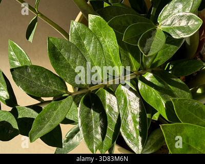 Staubige und schmutzige Blätter einer zamioculcas zamiifolia Pflanze, die ein Zuhause im Topf anbaut Stockfoto