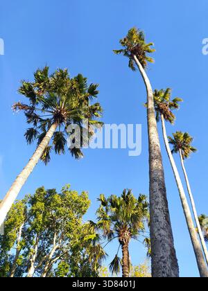 Ein Tiefwinkelfoto zeigt hoch aufragende Palmen vor einem leuchtend blauen Himmel, der tropische Vibes und ein Gefühl der Freiheit weckt. Ideal für Reisen, Natur oder vac Stockfoto