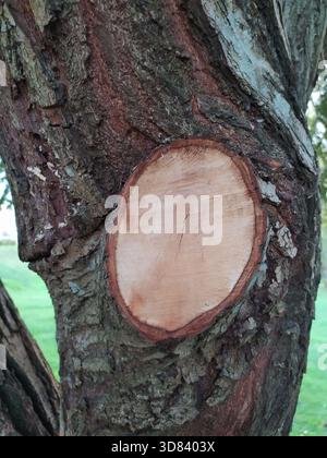 Nahaufnahme eines frisch geschnittenen Baumzweigs. Das glatte, helle Holz steht im Kontrast zur rauen Rinde und symbolisiert Erneuerung oder Verlust. Gut für Konzepte wie Stockfoto