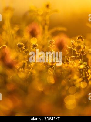 Ein wunderschönes weißes Kleeblatt blüht auf der Wiese während des goldenen Sommersonnenaufgangs. Saisonale Landschaft in Lettland, Europa. Stockfoto
