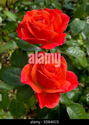 Schöne Rosen blühen im Garten. Zur Sommerzeit Irland Stockfoto
