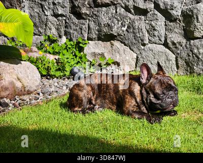 Eine faule französische Bulldogge, die sich im Sonnenlicht auf grünem Gras sonnt Stockfoto