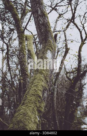 Bei einer Niedrigwinkelaufnahme werden mehrere Baumstämme sichtbar, die stark mit leuchtendem grünem Moos bedeckt sind und sich nach oben in Richtung eines hellen, bewölkten Himmels erstrecken. Stockfoto