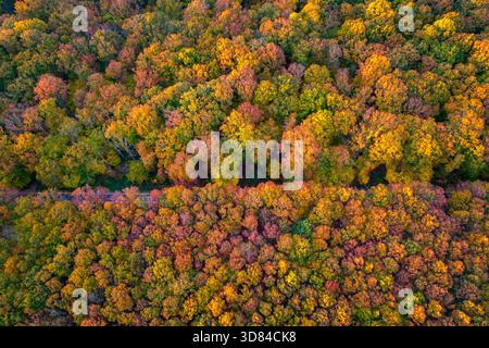 Herbstfarben vom Himmel: Drohnenblick auf ein Walddach Stockfoto