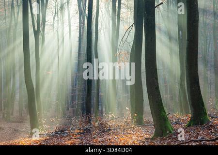Herbstvormittag im Landschaftspark Tricity, Gdynia, Polen. Stockfoto