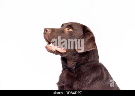Ein brauner Labrador-Hund mit schwarzer Schleife posiert in einem hellen weißen Studio-Setting. Stockfoto