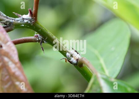 Kokzidenschuppen-Insekten befallen tropische Baumzweige im Garten. Sie werden allgemein als weiche, Wachs- oder Schildkrötenschuppen bezeichnet. Mealybug - gefährlicher kleiner, sap saugender Schädling, der Bäume und Pflanzen zerstört Stockfoto
