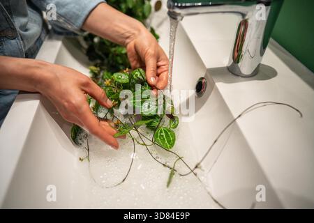 Die Frau wäscht Dischidia ovata-Zimmerpflanze sanft mit warmem Wasser und Seife im Waschbecken, um Staub von den Blättern zu entfernen und Spinnenmilbenschädlinge zu verhindern. Pflanzenpflege – Staub entfernen, Befeuchtung Stockfoto