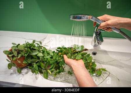 Die Frau wäscht Dischidia ovata-Zimmerpflanze sanft mit warmem Wasser aus der Dusche im Waschbecken, um Staub zu entfernen, der an den Blättern festklebt, und um Spinnenmilbenschädlinge zu verhindern. Pflanzenpflegekonzept Stockfoto