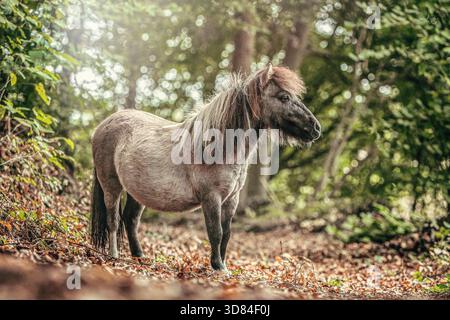 Ein dun Shetland Pony steht ruhig in einer sonnigen Waldlichtung mit Herbstlaub. Stockfoto