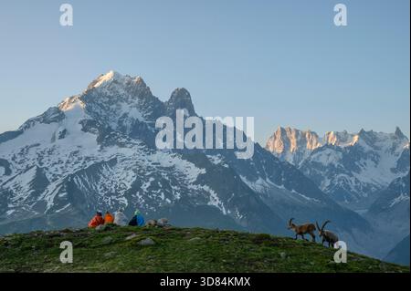 Frankreich, Haute Savoie, Chamonix, Naturschutzgebiet Aiguilles Rouges, in Schlafsäcken gebündelte Wanderer, die das Mont-Blanc-Massiv mit Blick auf aiguille Verte, Drus und Grandes Jorasses, zwei Alpensteinböcke (Capra Steinböcke) in ihrer Nähe beobachten Stockfoto