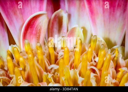 Gerbera-Infloreszenzdetails Stockfoto