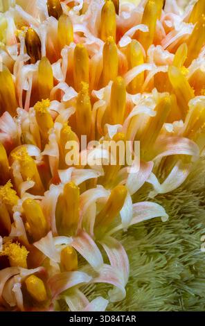 Gerbera-Infloreszenzdetails Stockfoto