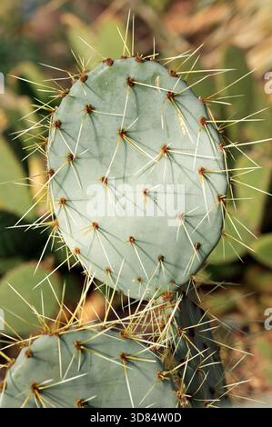 Opuntia Robusta (Feigenkaktus) ist ein in Mexiko und der westlichen union der Vereinigten Staaten heimischer Kakteen, Pflanzen und Natur Stockfoto