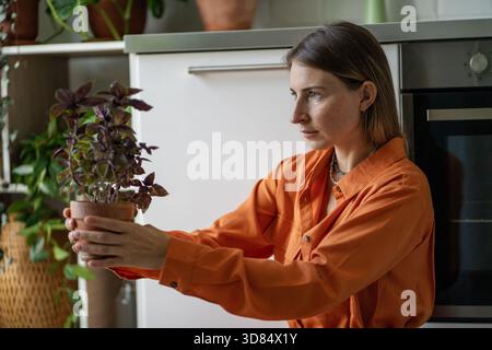 Die Gärtnerin sitzt in der Küche und hält gebackenes Basilikum in den Händen und sieht sich das Laub der aromatischen Kräuter an Stockfoto
