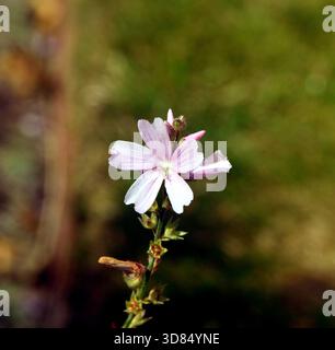 Einzelne blassrosafarbene Sidalcea „My Love“ (Prairie Mallow) Blumen auf der RHS Garden Harlow Carr, Harrogate, Yorkshire, England, Großbritannien Stockfoto