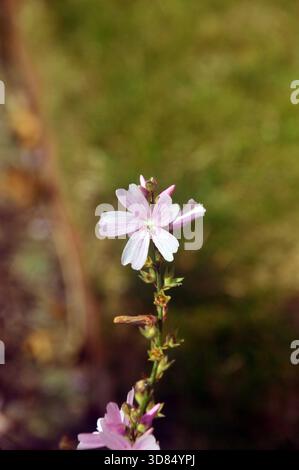 Einzelne blassrosafarbene Sidalcea „My Love“ (Prairie Mallow) Blumen auf der RHS Garden Harlow Carr, Harrogate, Yorkshire, England, Großbritannien Stockfoto