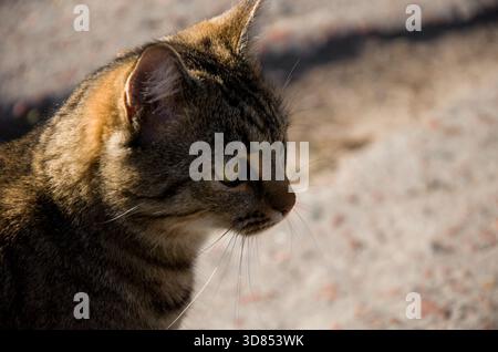 Sonnenlicht-Profil-Porträt einer gestreiften Tabby-Katze Stockfoto