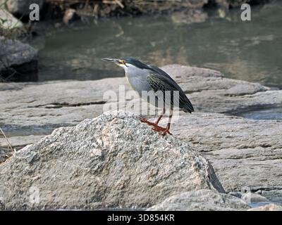 Adulte Grüner oder gestreifter Reiher (Butorides striatus) auf Felsen neben einem stillen Wasserbecken in Masai Mara Conservancies, Kenia, Afrika Stockfoto