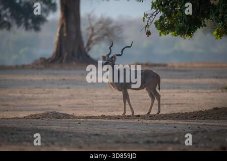 Männlicher Großkudu steht unter einem tief hängenden Ast Stockfoto