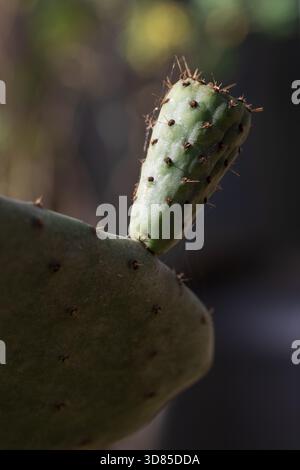 Makrobild eines kleinen Kaktuszweigs mit feinen Details und Stacheln Stockfoto