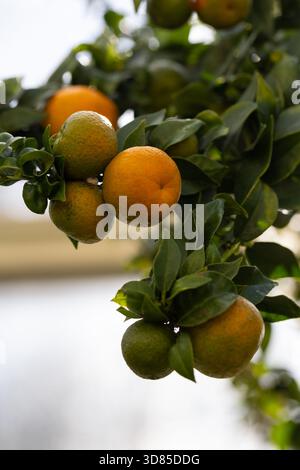 Orangen wachsen auf dem Ast eines Orangenbaums Stockfoto