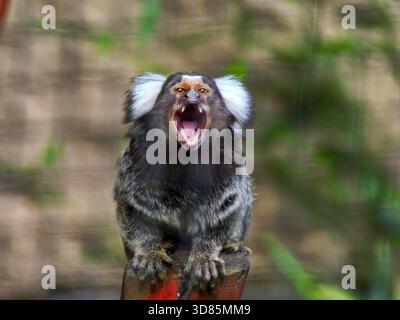 Ein kleiner Affe (Callithrix jacchus) mit grauen Ohren, offenem Mund und entblößten Zähnen, sitzend auf einem Baumstamm Stockfoto