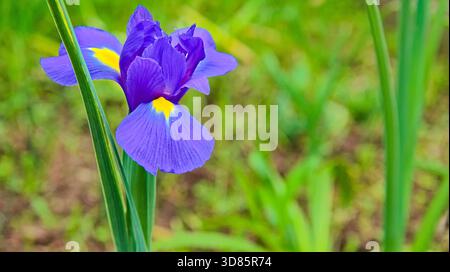 Eine leuchtend lila Blume mit gelber Mitte hebt sich vor einem unscharfen grünen Hintergrund hervor. Stockfoto