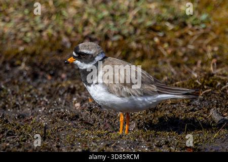 Ringpfeifer (Charadrius hiaticula psammodromus), Erwachsener in Zuchtgefieder auf der Suche nach Feuchtgebieten im Frühjahr, Svalbard / Spitzbergen, Norwegen Stockfoto