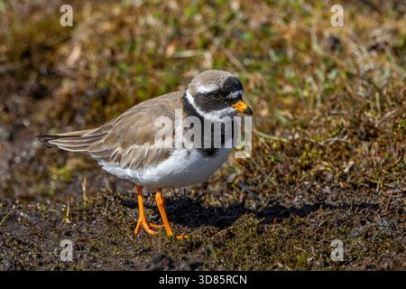 Ringpfeifer (Charadrius hiaticula psammodromus), Erwachsener in Zuchtgefieder auf der Suche nach Feuchtgebieten im Frühjahr, Svalbard / Spitzbergen, Norwegen Stockfoto