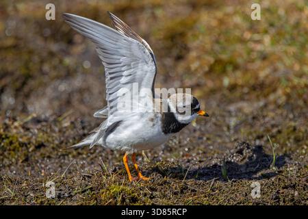 Ringpfeifer (Charadrius hiaticula psammodromus), Erwachsener in Zuchtgefieder-Streckflügeln im Frühjahr, Svalbard / Spitzbergen, Norwegen Stockfoto