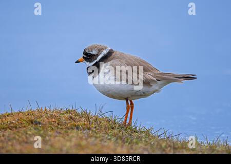 Ringpfeifer (Charadrius hiaticula psammodromus), Erwachsener in Zuchtgefieder auf der Suche nach Feuchtgebieten im Sommer, Svalbard / Spitzbergen, Norwegen Stockfoto