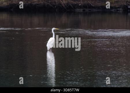 Ein Vogel grauer Reiher mit langem Schnabel steht auf einem Grasfeld. Der Vogel schaut nach rechts Stockfoto