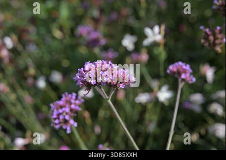 Wildblumen Nahaufnahme. Dekorative Blumen in Nahaufnahme. Feld, Gras, Blütenknospen, natürliche Farben.Bio-Design.Projektowanie krajobrazu. Polne kwiaty Stockfoto