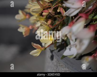 Wildblumen Nahaufnahme. Dekorative Blumen in Nahaufnahme. Feld, Gras, Blütenknospen, natürliche Farben.Bio-Design.Projektowanie krajobrazu. Polne kwiaty Stockfoto